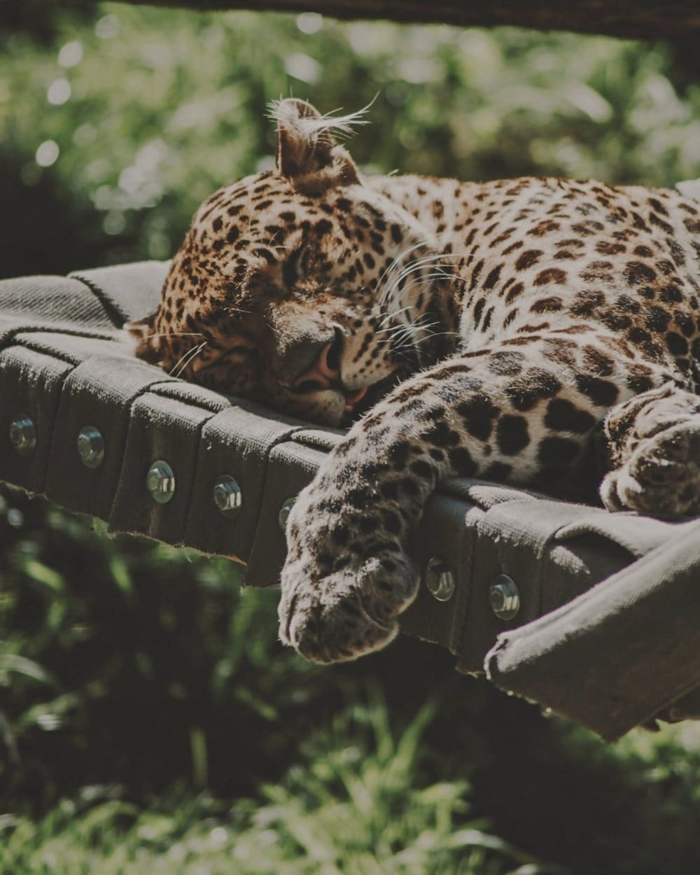Un jaguar dormido en una hamaca tejida