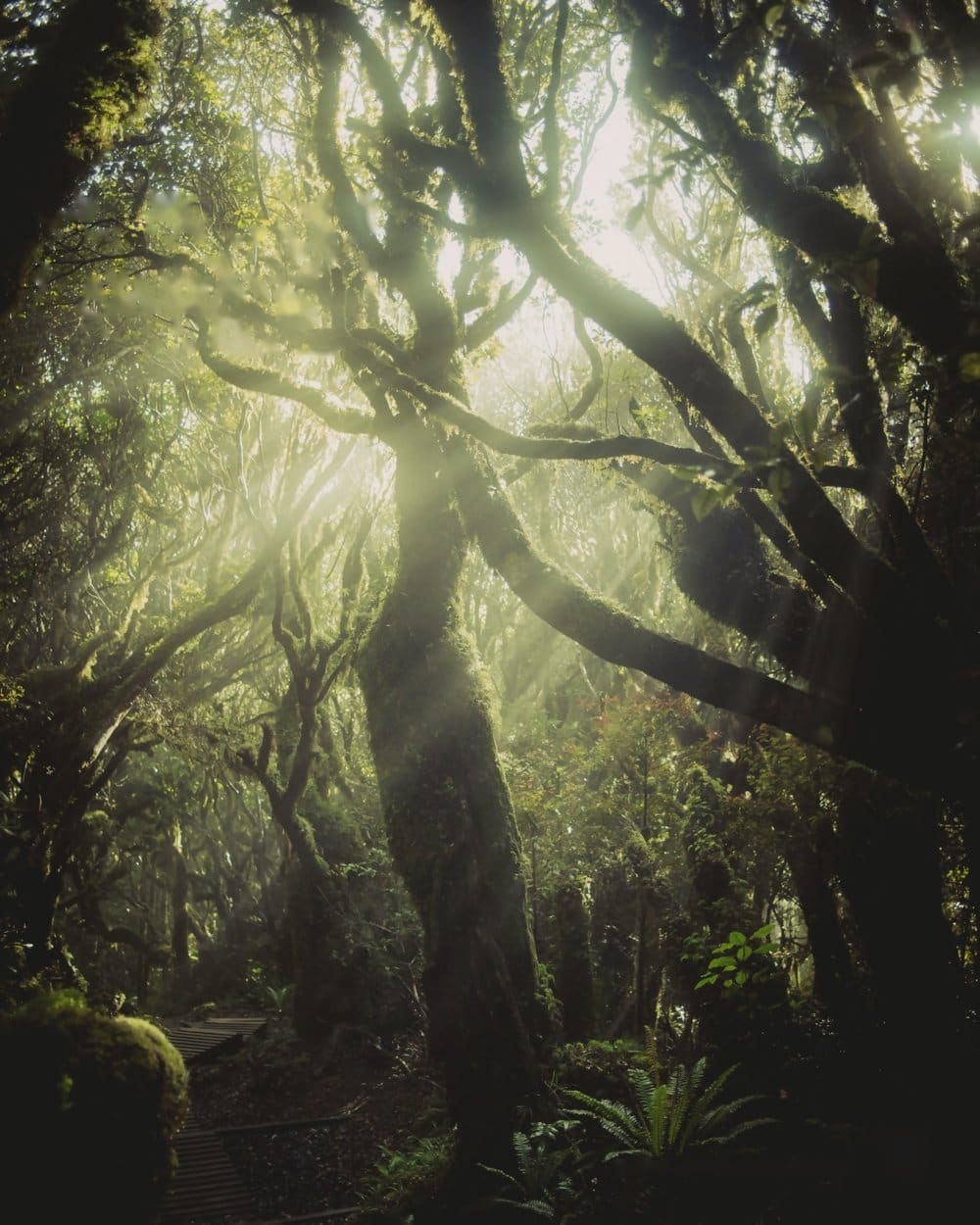 La luz del sol atravesando el dosel de la selva